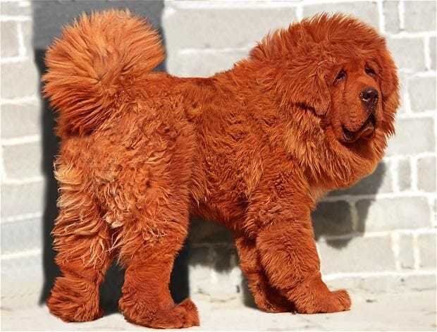 worlds most expensive dog